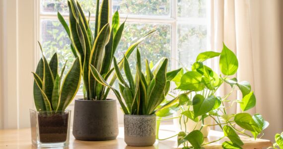 Plants Saving Life Providing Fresh Air