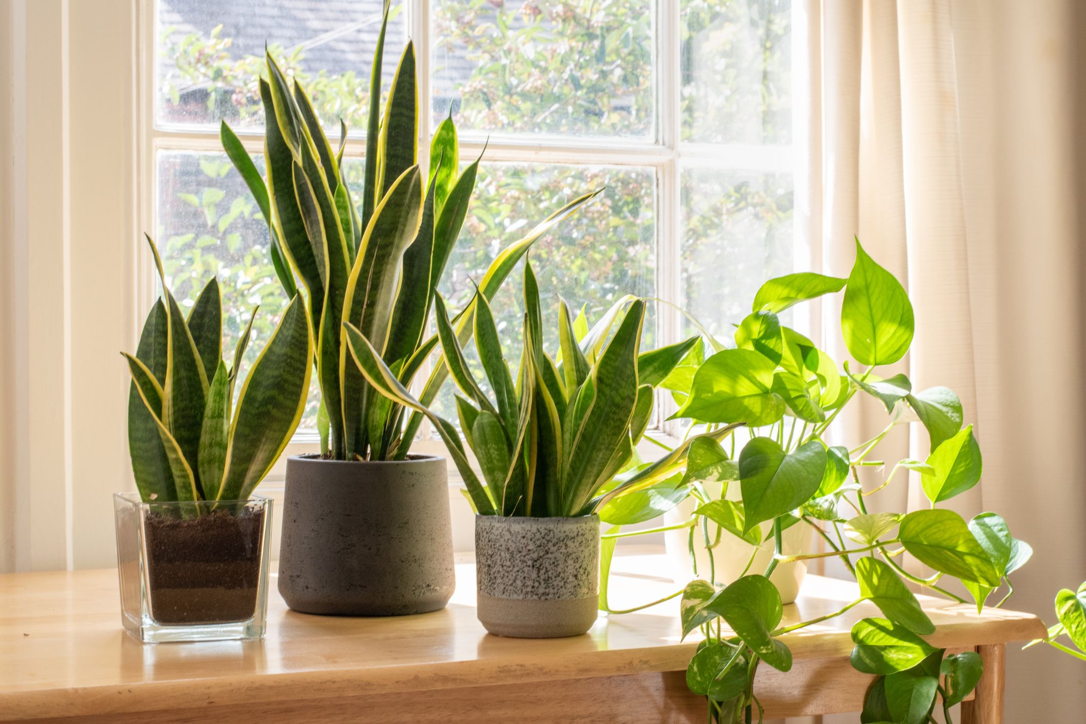 Plants Saving Life Providing Fresh Air